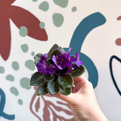 Saintpaulia – Purple Mini African Violet