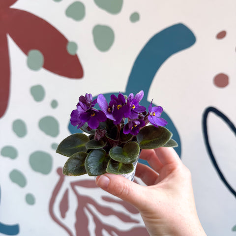 Saintpaulia – Purple Mini African Violet