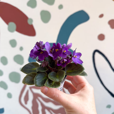 Saintpaulia – Purple Mini African Violet