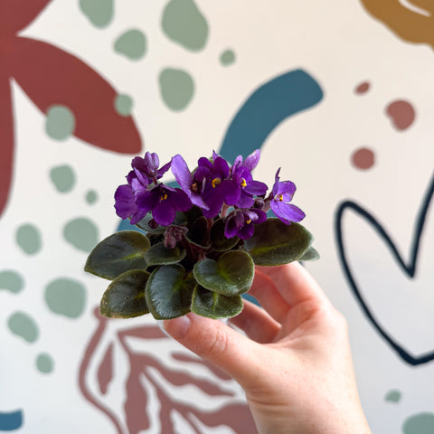 Saintpaulia – Purple Mini African Violet