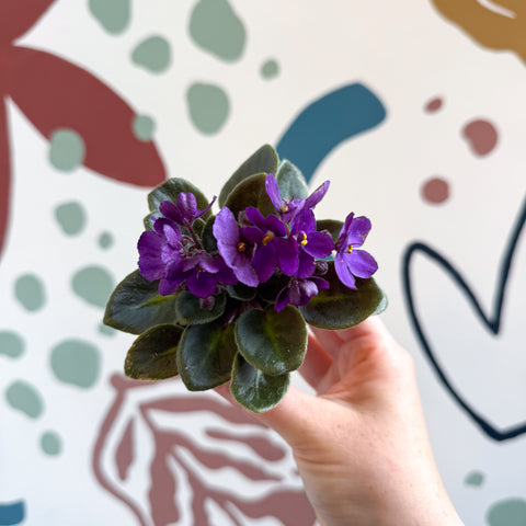 Saintpaulia – Purple Mini African Violet