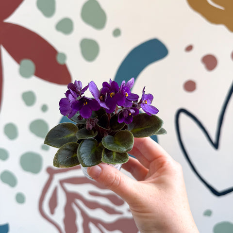 Saintpaulia – Purple Mini African Violet