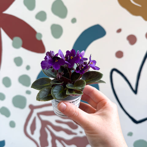 Saintpaulia – Purple Mini African Violet