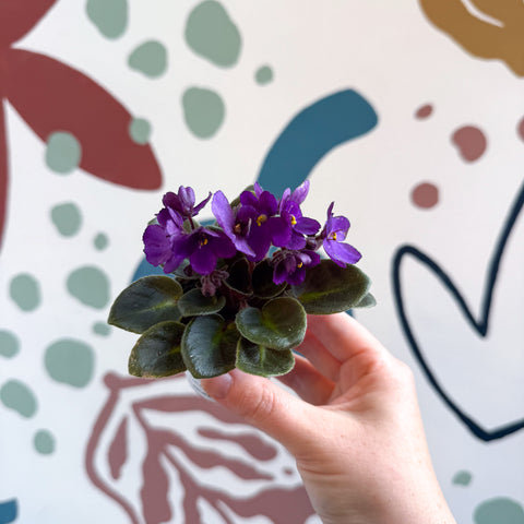 Saintpaulia – Purple Mini African Violet