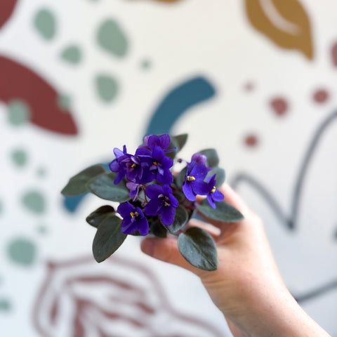 Saintpaulia ‘Little Blue Boy’ – Mini African Violet