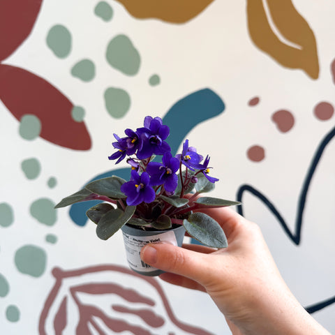 Saintpaulia ‘Little Blue Boy’ – Mini African Violet