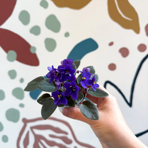 Saintpaulia ‘Little Blue Boy’ – Mini African Violet