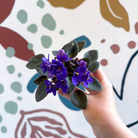 Saintpaulia ‘Little Blue Boy’ – Mini African Violet