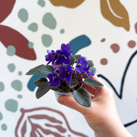 Saintpaulia ‘Little Blue Boy’ – Mini African Violet