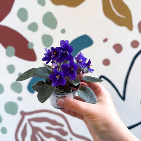 Saintpaulia ‘Little Blue Boy’ – Mini African Violet