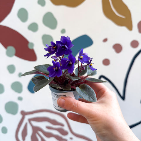 Saintpaulia ‘Little Blue Boy’ – Mini African Violet