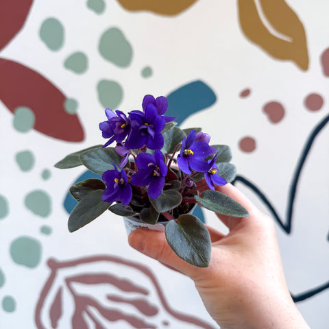 Saintpaulia ‘Little Blue Boy’ – Mini African Violet