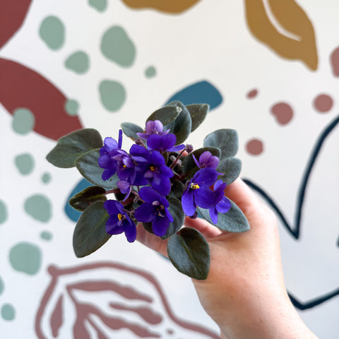 Saintpaulia ‘Little Blue Boy’ – Mini African Violet