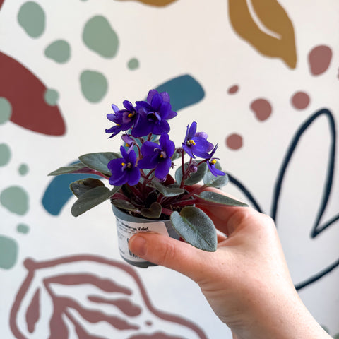 Saintpaulia ‘Little Blue Boy’ – Mini African Violet