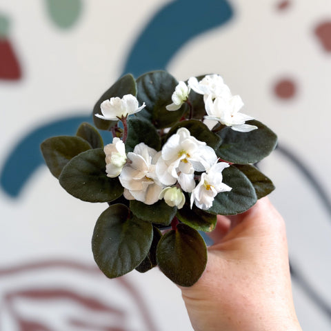 Saintpaulia – White Mini African Violet