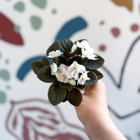 Saintpaulia – White Mini African Violet