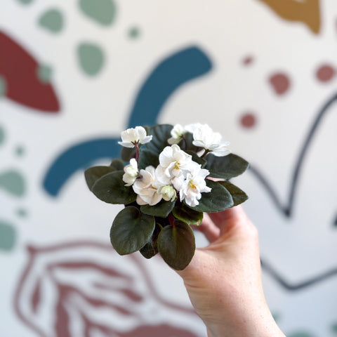Saintpaulia – White Mini African Violet