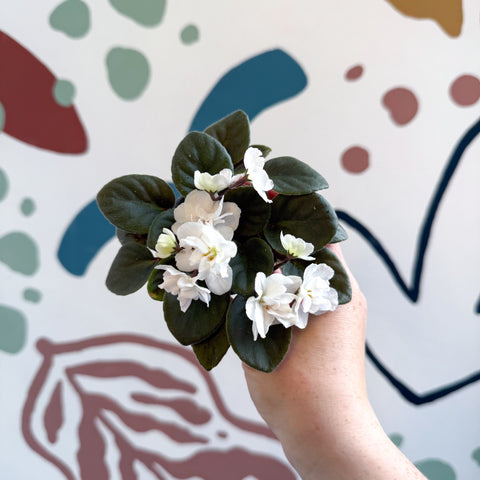 Saintpaulia – White Mini African Violet