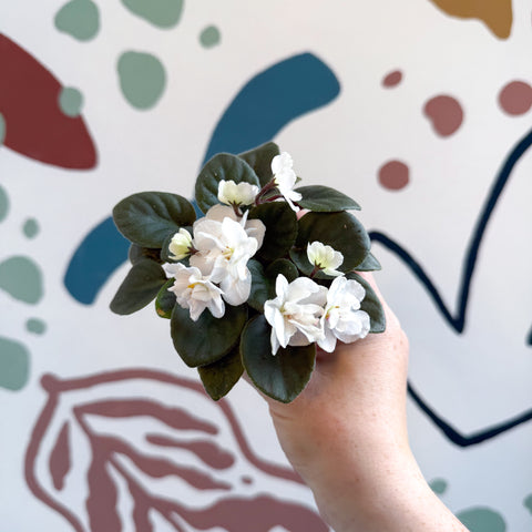 Saintpaulia – White Mini African Violet