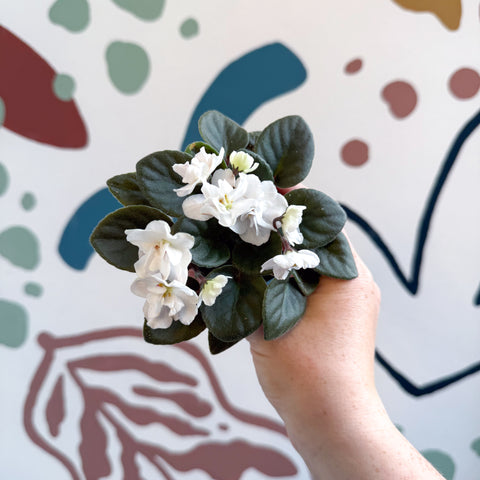 Saintpaulia – White Mini African Violet
