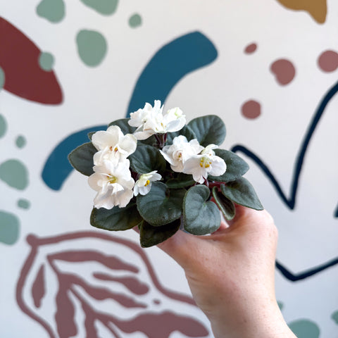 Saintpaulia – White Mini African Violet