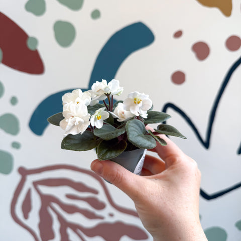 Saintpaulia – White Mini African Violet