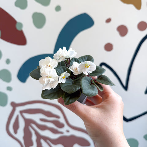 Saintpaulia – White Mini African Violet