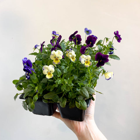 Viola - Lucky Dip Pansy 6 Pack - British Grown