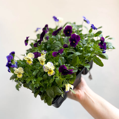 Viola - Lucky Dip Pansy 6 Pack - British Grown