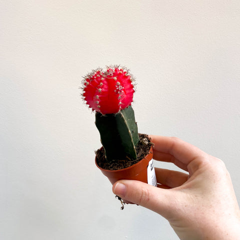 Gymnocalycium mihanovichii 'Japan Red' - Moon Cactus