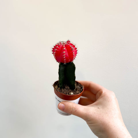 Gymnocalycium mihanovichii 'Japan Red' - Moon Cactus