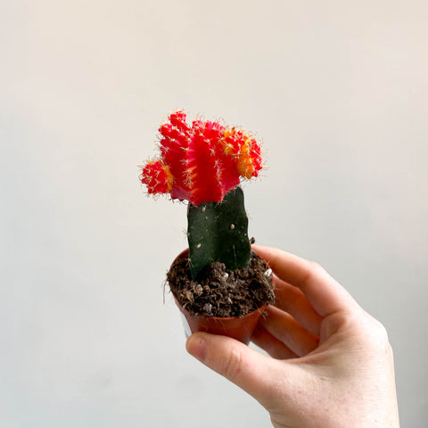 Gymnocalycium mihanovichii - Red and Yellow Moon Cactus