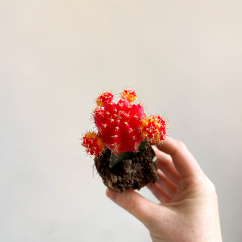 Gymnocalycium mihanovichii - Red and Yellow Moon Cactus