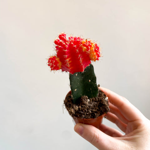 Gymnocalycium mihanovichii - Red and Yellow Moon Cactus