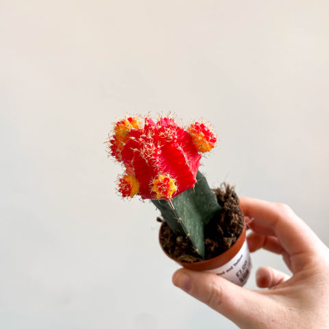 Gymnocalycium mihanovichii - Red and Yellow Moon Cactus