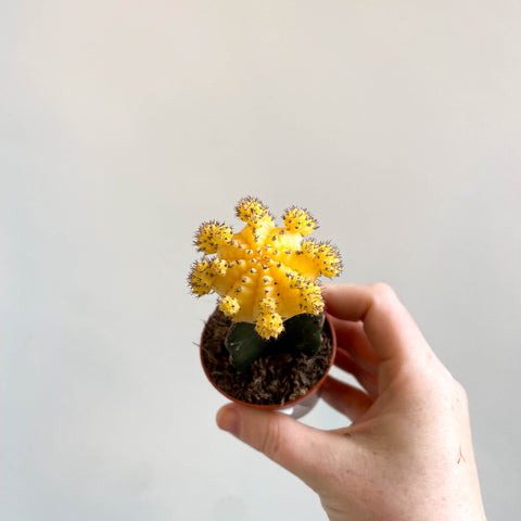 Gymnocalycium mihanovichii - Yellow Moon Cactus