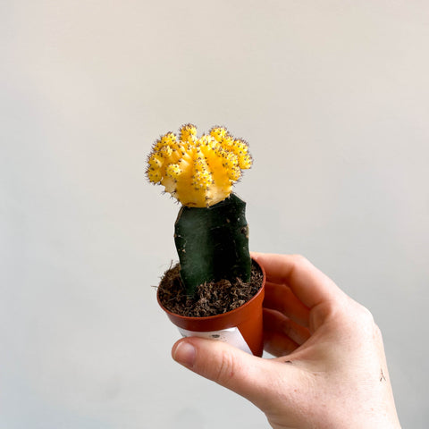 Gymnocalycium mihanovichii - Yellow Moon Cactus