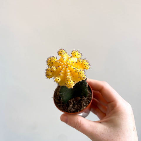 Gymnocalycium mihanovichii - Yellow Moon Cactus