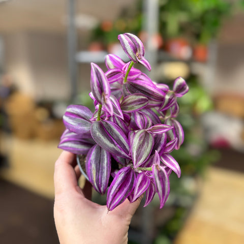 Tradescantia fluminensis ‘Pink Paradise’