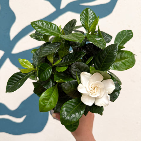 House Plant New Arrivals