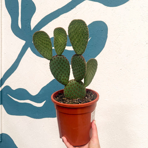 Polka-Dot-Kaktus - Opuntia macrocalyx