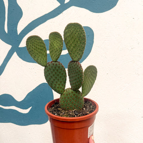 Polka-Dot-Kaktus - Opuntia macrocalyx