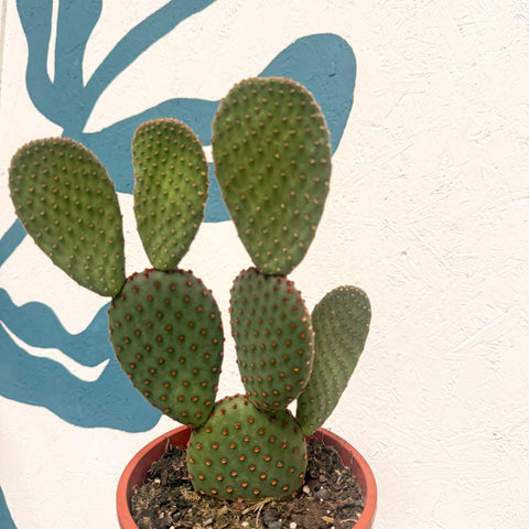 Polka-Dot-Kaktus - Opuntia macrocalyx