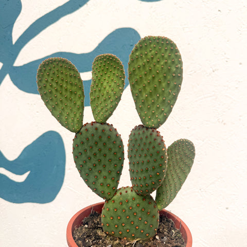 Polka-Dot-Kaktus - Opuntia macrocalyx