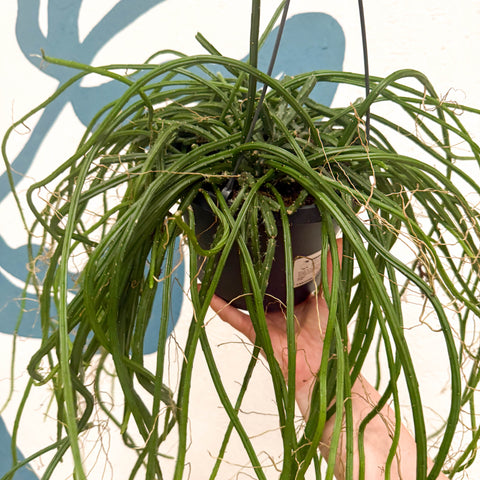 Selenicereus wercklei – Werckle’s Jungle Cactus