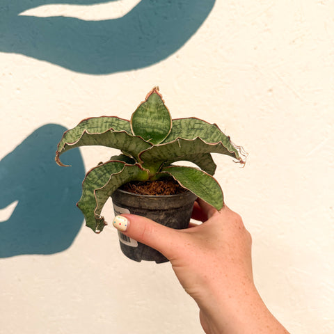 Sansevieria kirkii ‘Silver Blue’ – Silver Blue Snake Plant