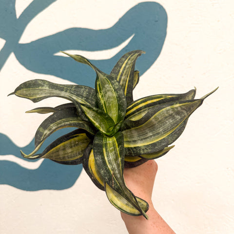 Sansevieria ‘Hahnii Spiral Star’ – Spiral Star Snake Plant