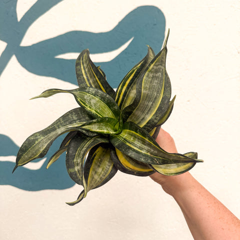 Sansevieria ‘Hahnii Spiral Star’ – Spiral Star Snake Plant