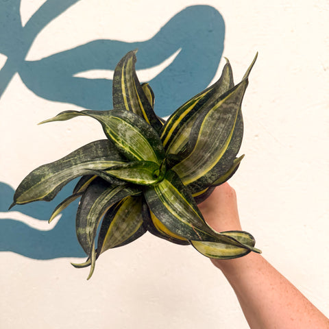 Sansevieria ‘Hahnii Spiral Star’ – Spiral Star Snake Plant