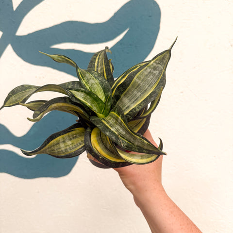 Sansevieria ‘Hahnii Spiral Star’ – Spiral Star Snake Plant